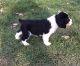 English Springer Spaniel Puppies for sale in Taylorsville, UT, USA. price: $500