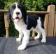 English Springer Spaniel Puppies for sale in Chicago, IL, USA. price: $500