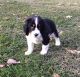 English Springer Spaniel Puppies for sale in North Beach, MD, USA. price: NA
