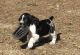 English Springer Spaniel Puppies for sale in Bellingham, WA, USA. price: NA
