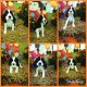 English Springer Spaniel Puppies for sale in Smithfield, NC 27577, USA. price: NA