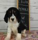 English Springer Spaniel Puppies for sale in Kenduskeag, ME 04450, USA. price: $500