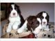 English Springer Spaniel Puppies for sale in Calhoun Rd, Houston, TX, USA. price: NA