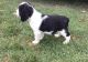 English Springer Spaniel Puppies for sale in St Clair, MI 48079, USA. price: NA