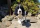 English Springer Spaniel Puppies for sale in New York, NY, USA. price: $500