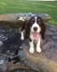 English Springer Spaniel Puppies for sale in Louisville, KY 40210, USA. price: NA