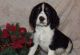 English Springer Spaniel Puppies for sale in Aztec, NM, USA. price: NA