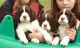 English Springer Spaniel Puppies for sale in Fitchburg, MA 01420, USA. price: NA