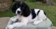 English Springer Spaniel Puppies for sale in Estacada, OR 97023, USA. price: NA
