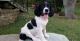 English Springer Spaniel Puppies for sale in Warrendale, PA, USA. price: NA