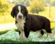 English Springer Spaniel Puppies for sale in Chappells, SC 29037, USA. price: NA