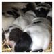 English Springer Spaniel Puppies for sale in Vacaville, CA, USA. price: NA