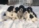 English Springer Spaniel Puppies for sale in Grand Rapids, MI, USA. price: NA