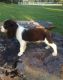 English Springer Spaniel Puppies for sale in Cheyenne, WY, USA. price: $500
