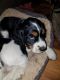 English Springer Spaniel Puppies for sale in Salina, PA 15680, USA. price: NA