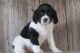 English Springer Spaniel Puppies for sale in Houston, TX, USA. price: $400
