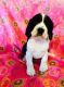 English Springer Spaniel Puppies for sale in Blanchard, ID 83804, USA. price: NA