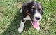 English Springer Spaniel Puppies for sale in Dakota City, NE 68731, USA. price: $500