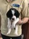 English Springer Spaniel Puppies for sale in Glenview, IL, USA. price: NA