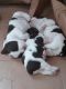 English Springer Spaniel Puppies for sale in Milan, MI 48160, USA. price: NA