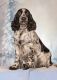 English Springer Spaniel Puppies for sale in Aberdeen, ID 83210, USA. price: $1,200