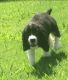 English Springer Spaniel Puppies for sale in Memphis, TN, USA. price: $800
