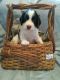 English Springer Spaniel Puppies for sale in Waldron, MI 49288, USA. price: NA