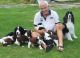 English Springer Spaniel Puppies for sale in Tinley Park, IL, USA. price: $600
