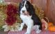 English Springer Spaniel Puppies for sale in Detroit, MI, USA. price: NA