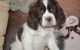 English Springer Spaniel Puppies for sale in Cambridge, MA 02141, USA. price: $600