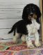 English Springer Spaniel Puppies for sale in New Orleans, LA 70116, USA. price: $600