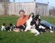 English Springer Spaniel Puppies for sale in Bowie, MD, USA. price: $500