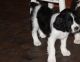 English Springer Spaniel Puppies for sale in Ehrhardt, SC 29081, USA. price: $500