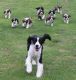English Springer Spaniel Puppies for sale in Russell Springs, KY 42642, USA. price: NA