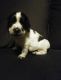English Springer Spaniel Puppies for sale in Waldron, MI 49288, USA. price: $550