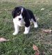 English Springer Spaniel Puppies for sale in Bluff City, AR, USA. price: NA