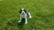 English Springer Spaniel Puppies for sale in Alta Vista, IA 50603, USA. price: NA
