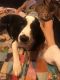 English Springer Spaniel Puppies for sale in Live Oak, TX, USA. price: NA