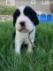 English Springer Spaniel Puppies for sale in Lynden, WA 98264, USA. price: NA