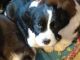 English Springer Spaniel Puppies for sale in Underwood, ND 58576, USA. price: NA