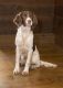 English Springer Spaniel Puppies for sale in Houtzdale, PA 16651, USA. price: NA