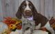 English Springer Spaniel Puppies for sale in Bethany, LA 71007, USA. price: NA