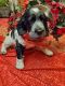 English Springer Spaniel Puppies for sale in Salina, PA 15680, USA. price: $1