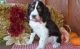 English Springer Spaniel Puppies for sale in Lansing, MI, USA. price: $600