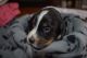 English Springer Spaniel Puppies for sale in Dexter, MI 48130, USA. price: NA