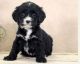 English Springer Spaniel Puppies for sale in Parkville, MD, USA. price: $700