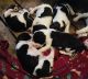 English Springer Spaniel Puppies for sale in Delmont, PA 15626, USA. price: NA