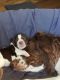 English Springer Spaniel Puppies for sale in Brentwood, CA 94513, USA. price: NA