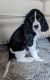 English Springer Spaniel Puppies for sale in Montgomery, TX 77356, USA. price: $1,000