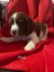 English Springer Spaniel Puppies for sale in Snyder, CO 80750, USA. price: $900